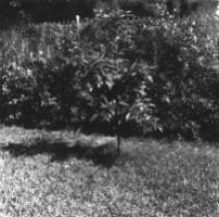 Steinhauer left his legacy in Palm Beach: he planted this sapodilla in Chet's back year in Palm Beach April 1958. Chet was a master at getting other people to do the work...